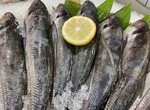 Ikan Kutuk