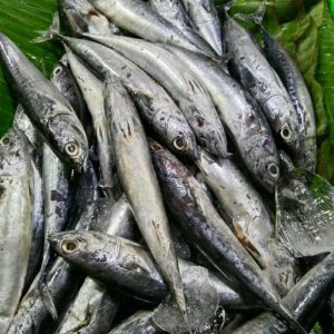 Tongkol Kecil