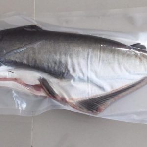 Ikan Patin